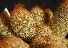 Mammillaria elongata var. echinata (1).jpg